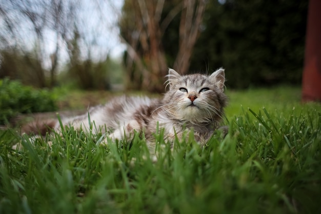 Un gato gris esponjoso con una mirada astuta observa el mundo que la rodea.