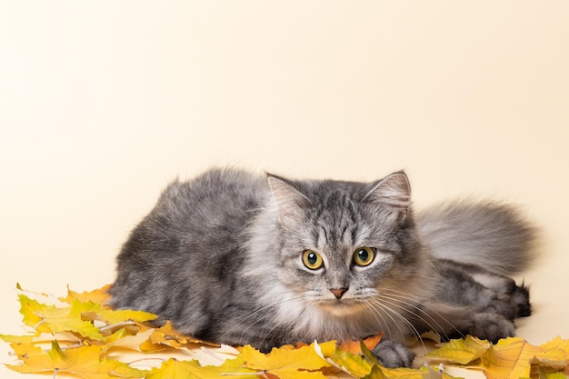 Un gato gris esponjoso a rayas yace contra el fondo de las hojas de otoño