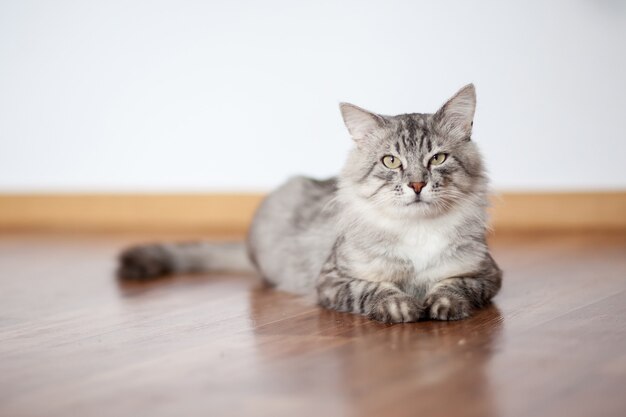 Gato gris esponjoso de la raza siberiana