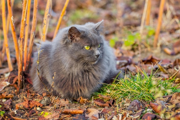 Gato gris esponjoso sentado en el jardín bajo un arbusto de frambuesa en un soleado día de otoño