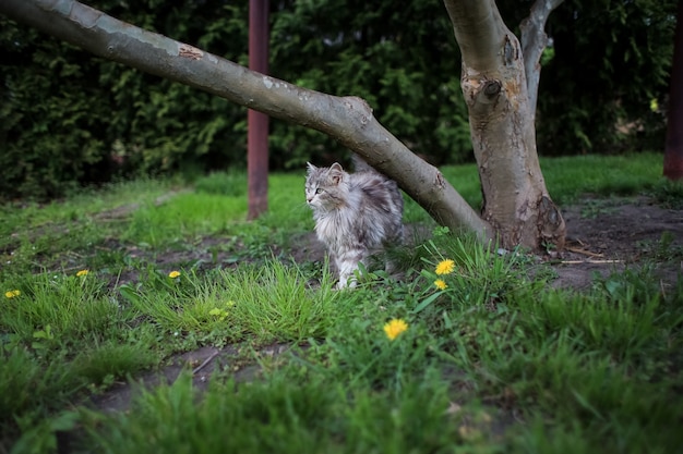 Un gato gris esponjoso se sienta debajo de un árbol en el césped