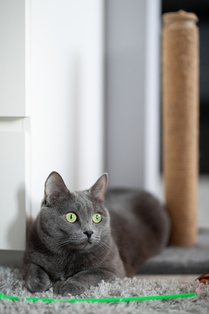 un gato gris y esponjoso yace en la alfombra junto a un juguete verde y un poste para rascar