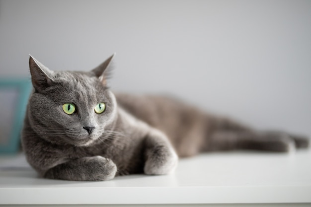 gato gris esponjoso yace sobre una mesa blanca