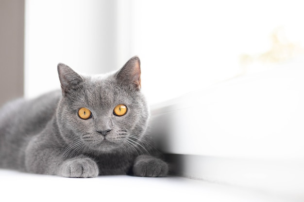 Un gato gris está acostado en el alféizar de la ventana.