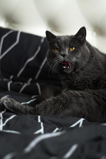 el gato gris está acostado gato en animales de ojos amarillos negros