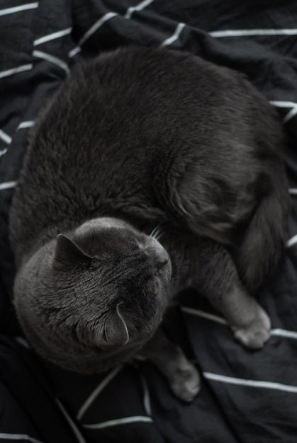 el gato gris está acostado gato en animales de ojos amarillos negros