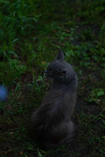 El gato gris está sentado en el jardín.