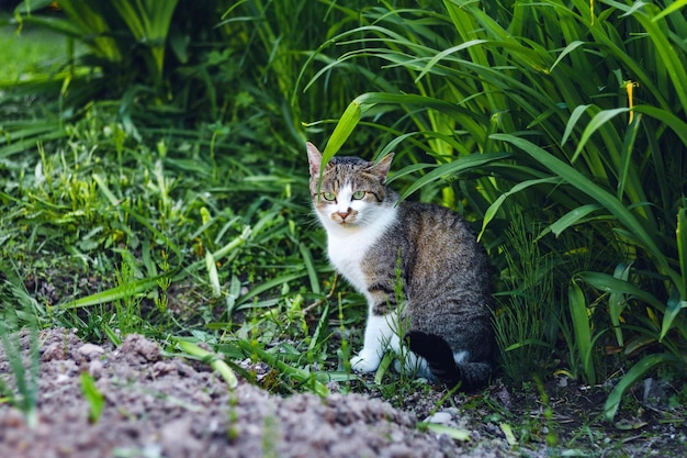 El gato gris se está sentando en una hierba verde