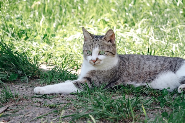 El gato gris está tumbado sobre un césped verde