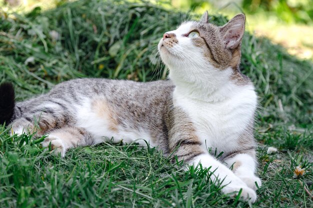 El gato gris está tumbado sobre un césped verde