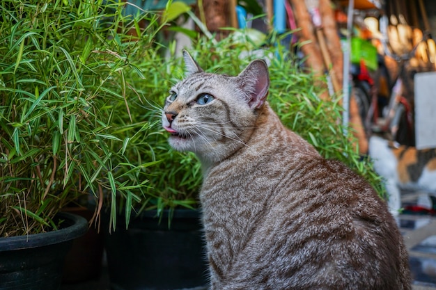 El gato gris estaba comiendo hojas en el patio delantero.