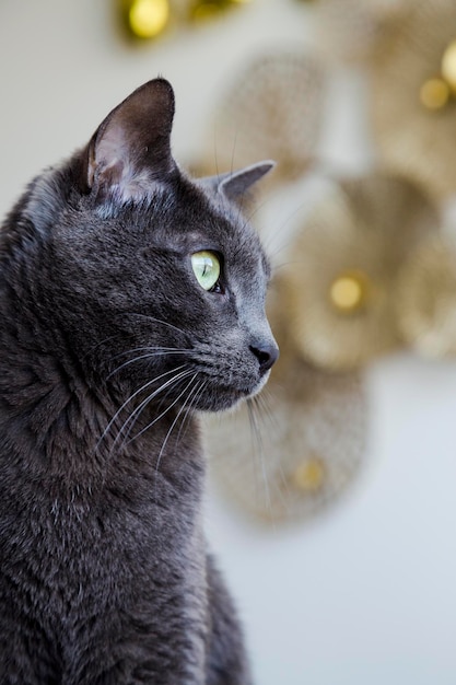 Gato gris con fondo dorado desenfocado Mascota sana en casa