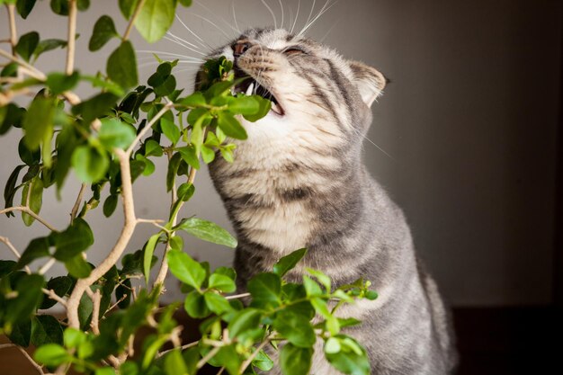 gato gris gato escocés