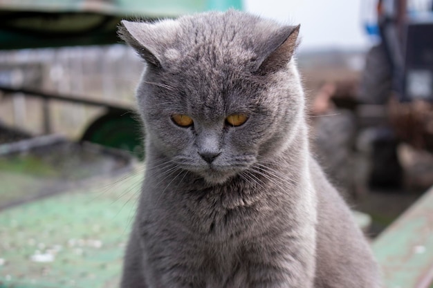 El gato gris de la granja escucha atentamente y mira.