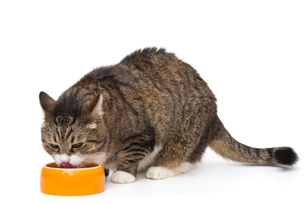 El gato gris hambriento come de un cuenco