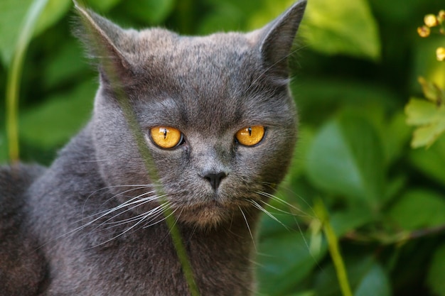 Gato gris hermoso de británicos Shorthair que se sienta en la hierba en jardín del verano