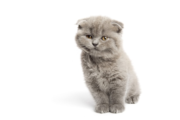 Gato gris con hermosos ojos en un blanco