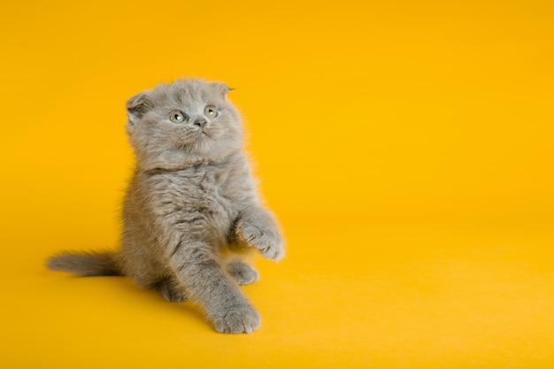 Un gato gris con hermosos ojos sobre un fondo amarillo.