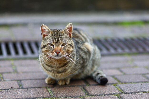 Gato gris sin hogar en la calle