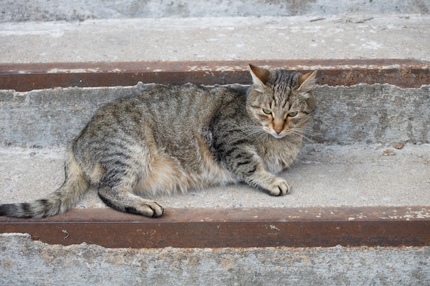 Gato gris sin hogar se encuentra en los escalones de afuera