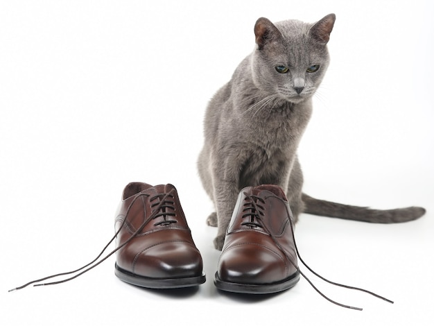 Gato gris juega con un zapato marrón clásico de los hombres de encaje en blanco