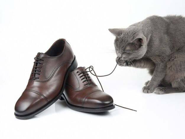 Gato gris juega con un zapato marrón clásico de los hombres de encaje en la superficie blanca