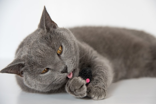Foto gato gris jugando con un ratón