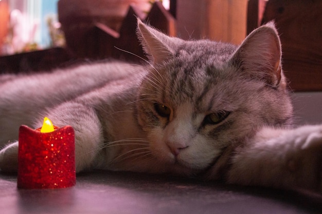 Foto gato gris jugando con una vela