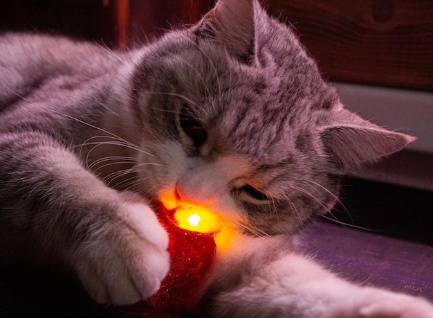 Foto gato gris jugando con una vela