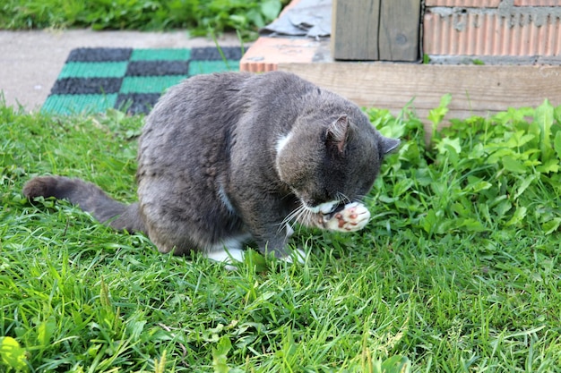 Un gato gris se lava en el porche de una casa de la aldea se limpia los ojos y la cabeza con su pata delantera