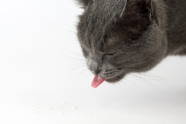 Gato gris con lengua colgando bebiendo leche sobre superficie blanca