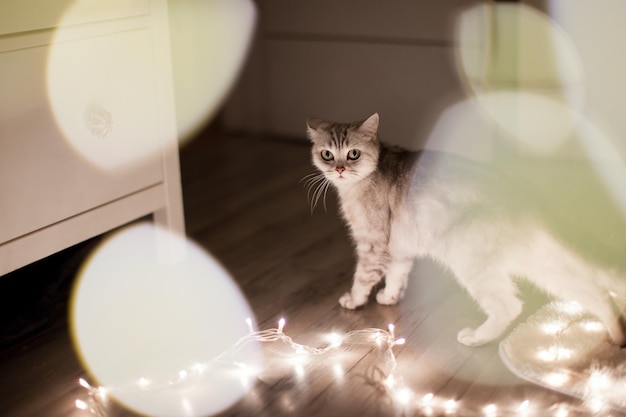 Gato gris con luces navideñas en una habitación luminosa