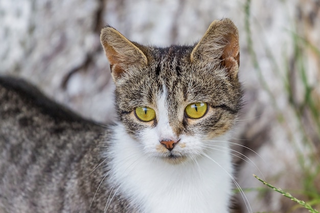 Gato gris con una mancha blanca sobre un fondo borroso