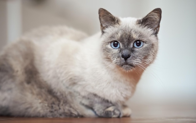 Gato gris mayor con ojos azules penetrantes, tendido en el suelo de madera, foto de primer plano con poca profundidad de campo