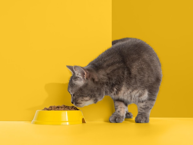 Foto el gato gris mira desde la esquina las emociones de los animales mira un cuenco de concepto de comida copia el espacio