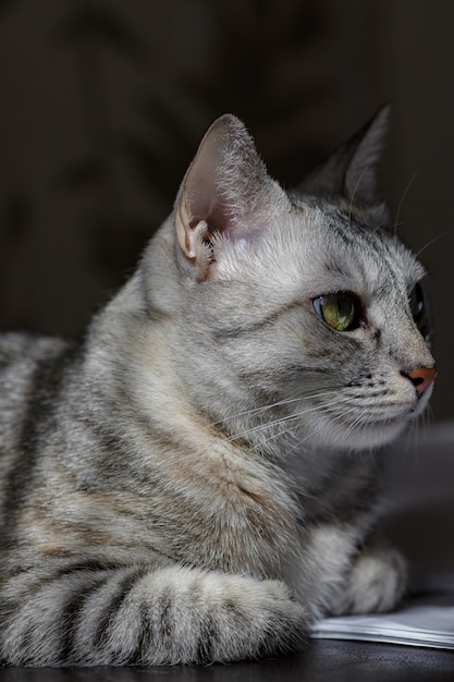 Un gato gris mirando pila de monedas. Imagen conceptual que sugiere mirar o ahorrar dinero. Un gato rico.