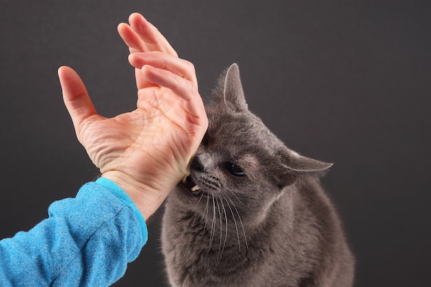 Gato gris mordiendo agresivamente la mano del hombre
