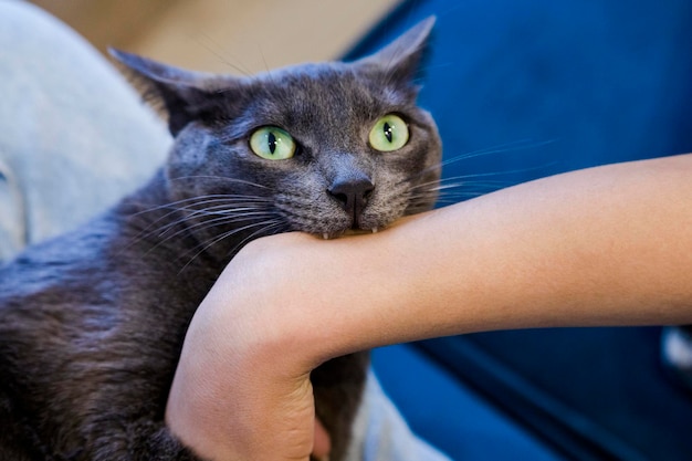 Gato gris mordiendo el brazo de una mujer Jugando con colmillos fuertes y sanos de gato
