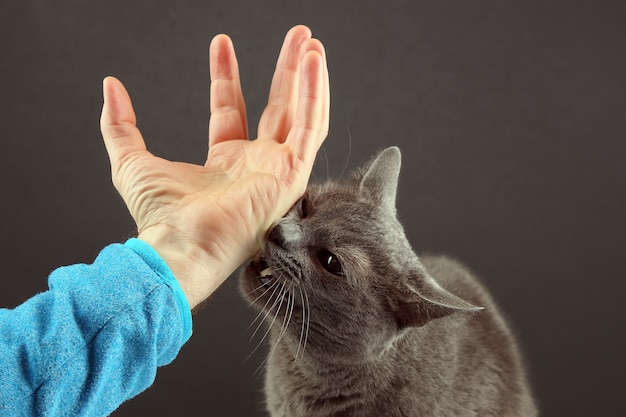 El gato gris muerde agresivamente la mano de un hombre.