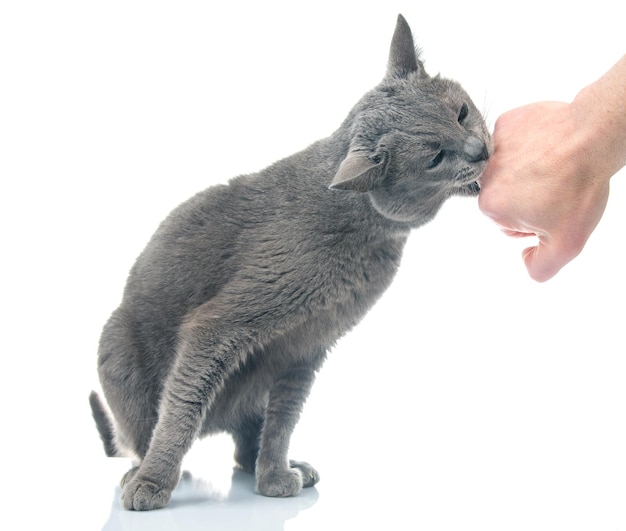 Gato gris muerde la mano de un hombre sobre un depredador de gatos de fondo blanco