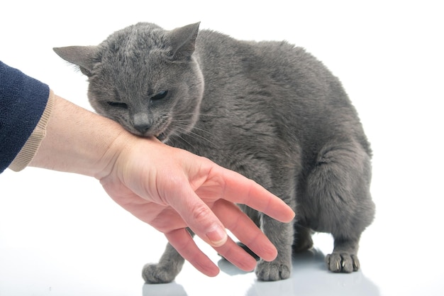 Gato gris muerde la mano de un hombre sobre un depredador de gatos de fondo blanco