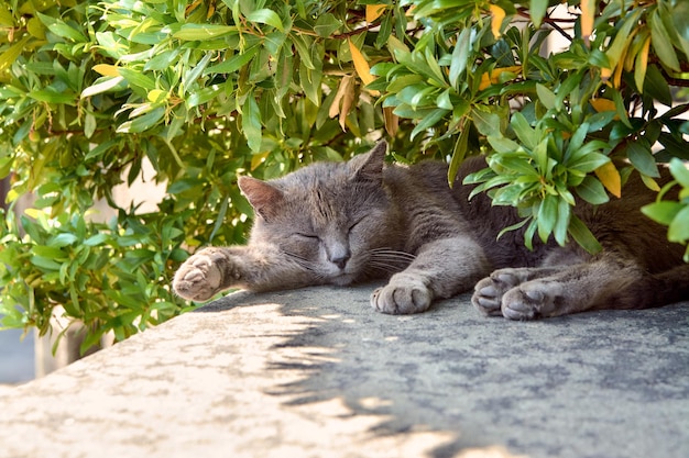 Un gato gris mullido duerme debajo de un árbol en un día de verano