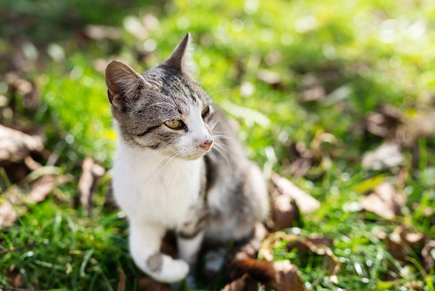 Un gato gris multicolor tomando el sol de otoño mientras está sentado en el parque sobre la hierba. Sol brillante.