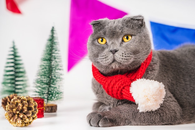 Gato gris navideño con adornos y regalos Hermosa tarjeta de felicitación para el nuevo año