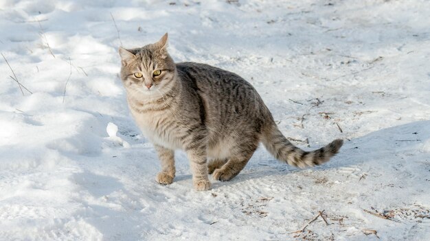 gato gris en la nieve en invierno