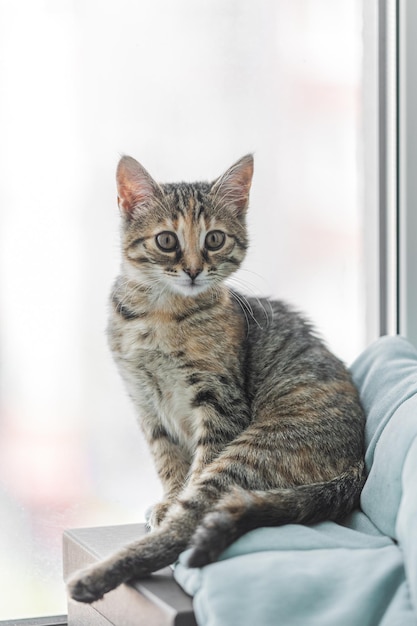 Gato gris con ojos amarillos Gatito lindo