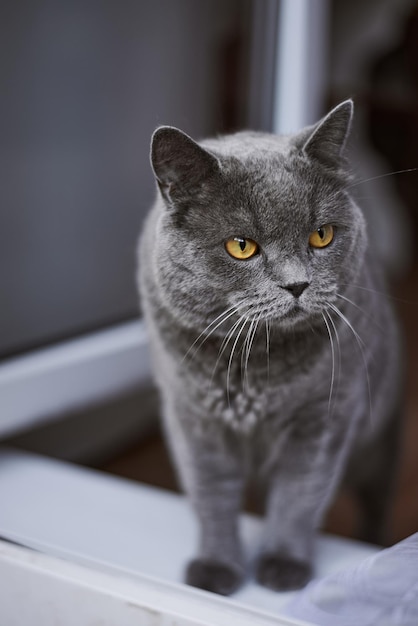 un gato gris con ojos amarillos. un gato de la casa.