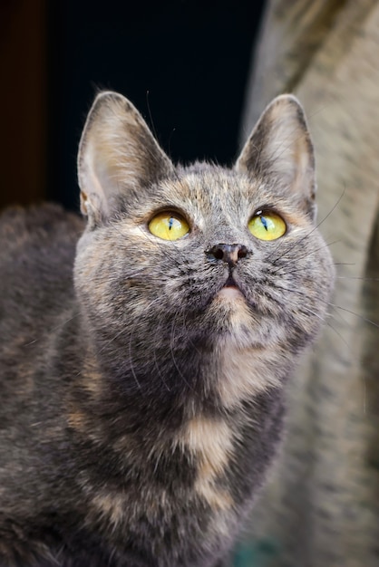 Gato gris con ojos amarillos mirando hacia arriba