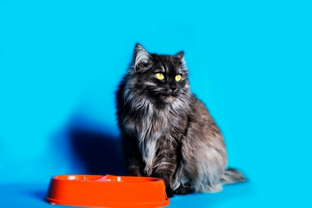 Gato gris con ojos amarillos con un plato de comida sobre fondo azul.