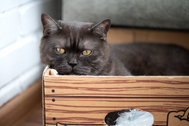 Gato gris con ojos amarillos yace en caja de cartón